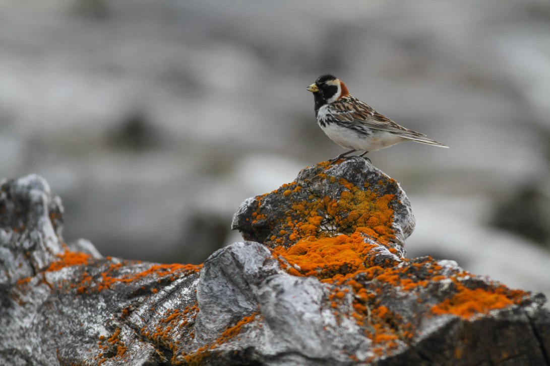 10 GND Lichen Longspur