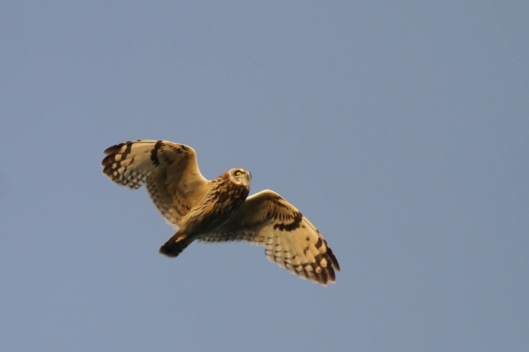 11 GND Short-Eared Owl