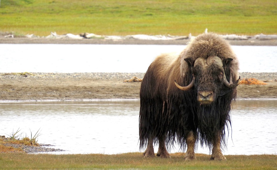 6 IMS Muskox