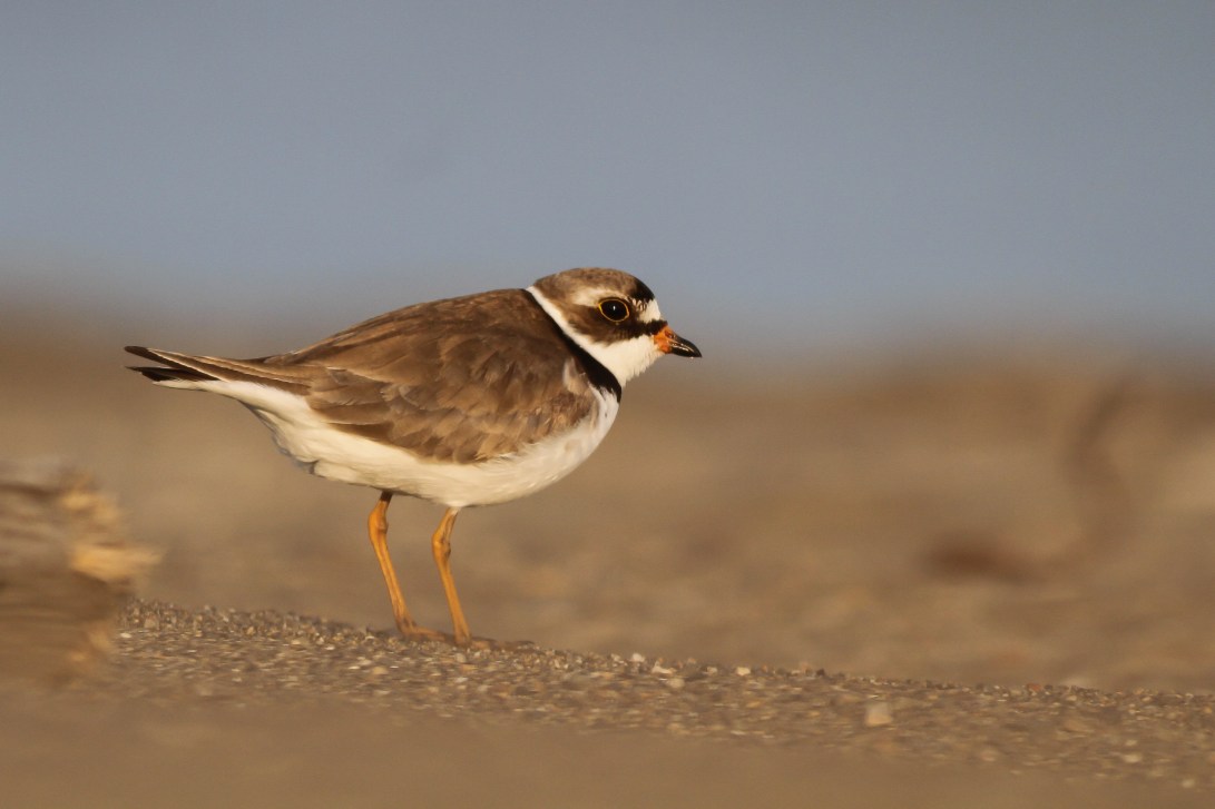 9 GND Plover on the Beach
