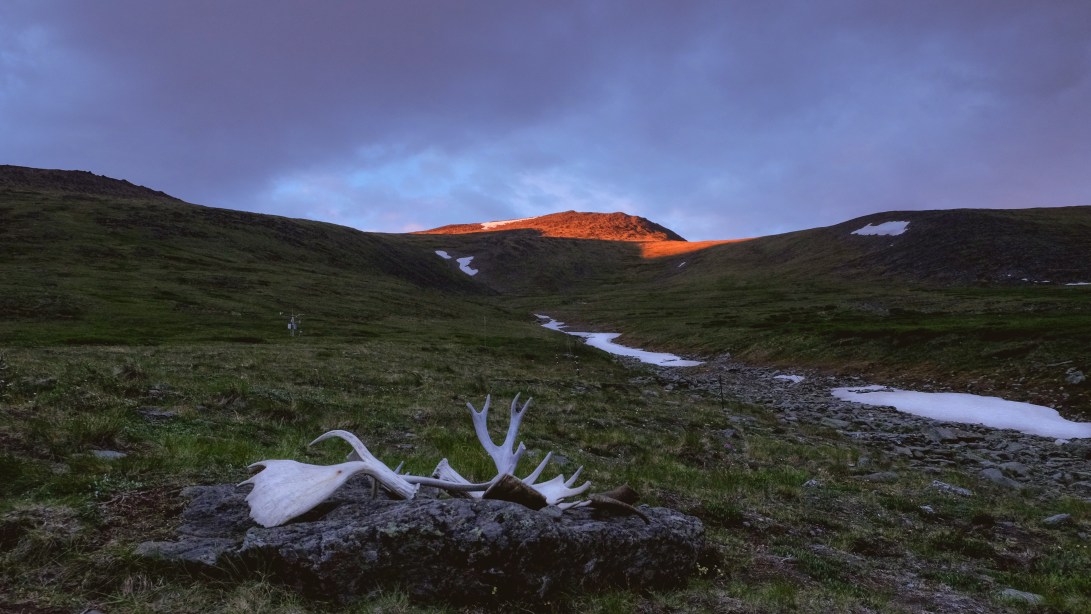 Antlers and afterglow