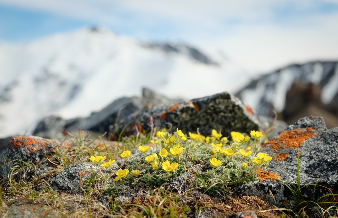 10 SAB Mountain Yellow Flower