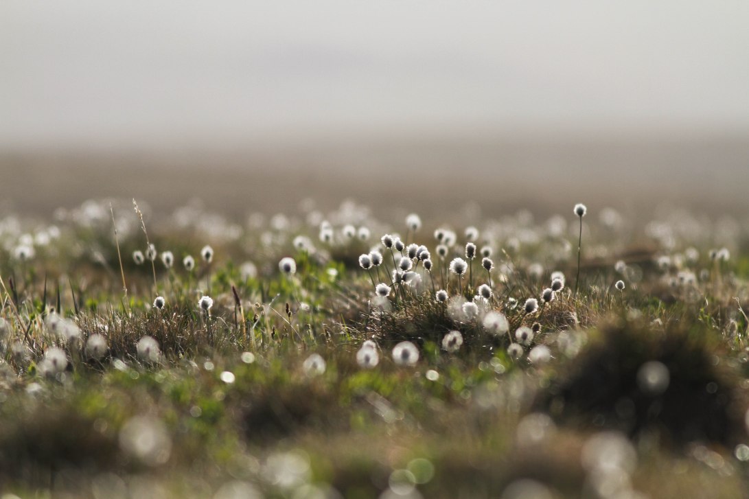 2 GND Cottongrass