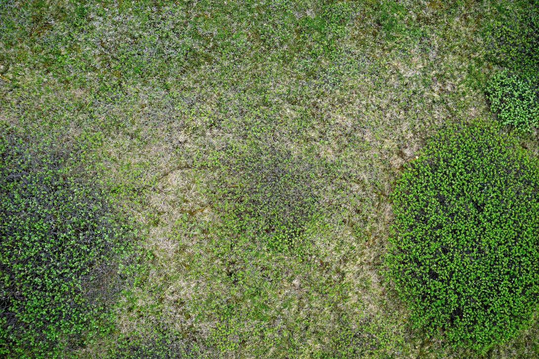 3 AMC Shrubs from Above