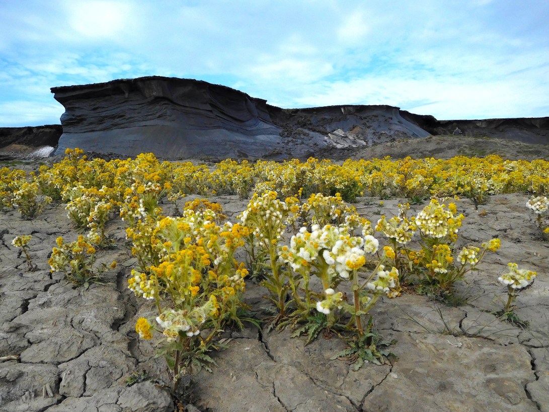 5 IMS Slump in Bloom