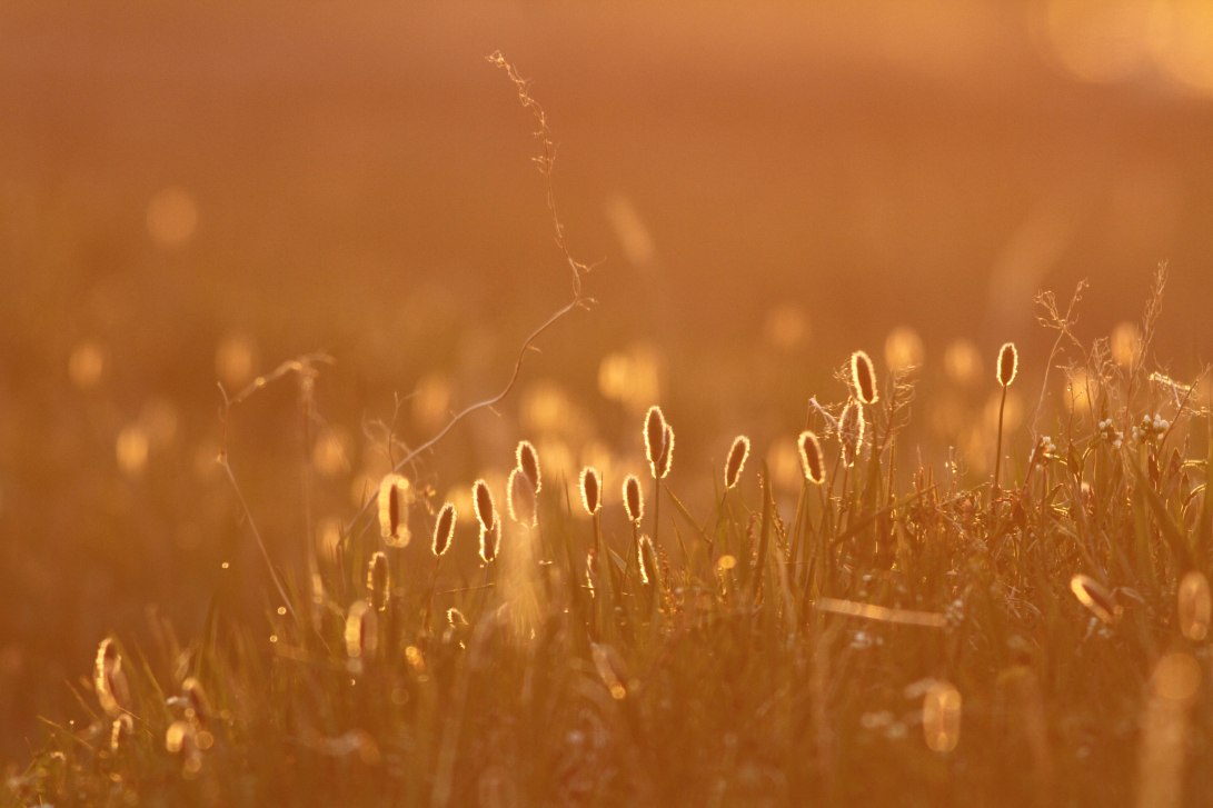 6 GND Sunset Grasses