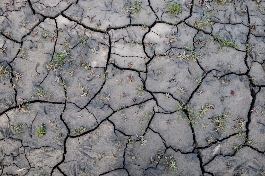 7 SAB Colonising Cracked Mud