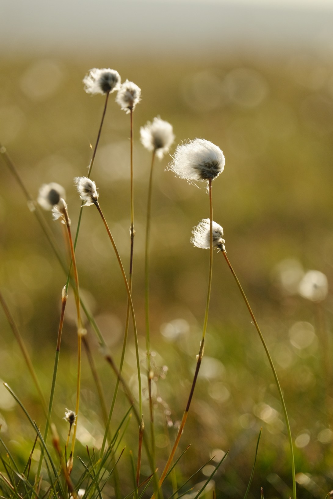 8 SAB Cottongrass 2